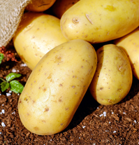 Potatisar som är närodlade av producenter i din närmiljö